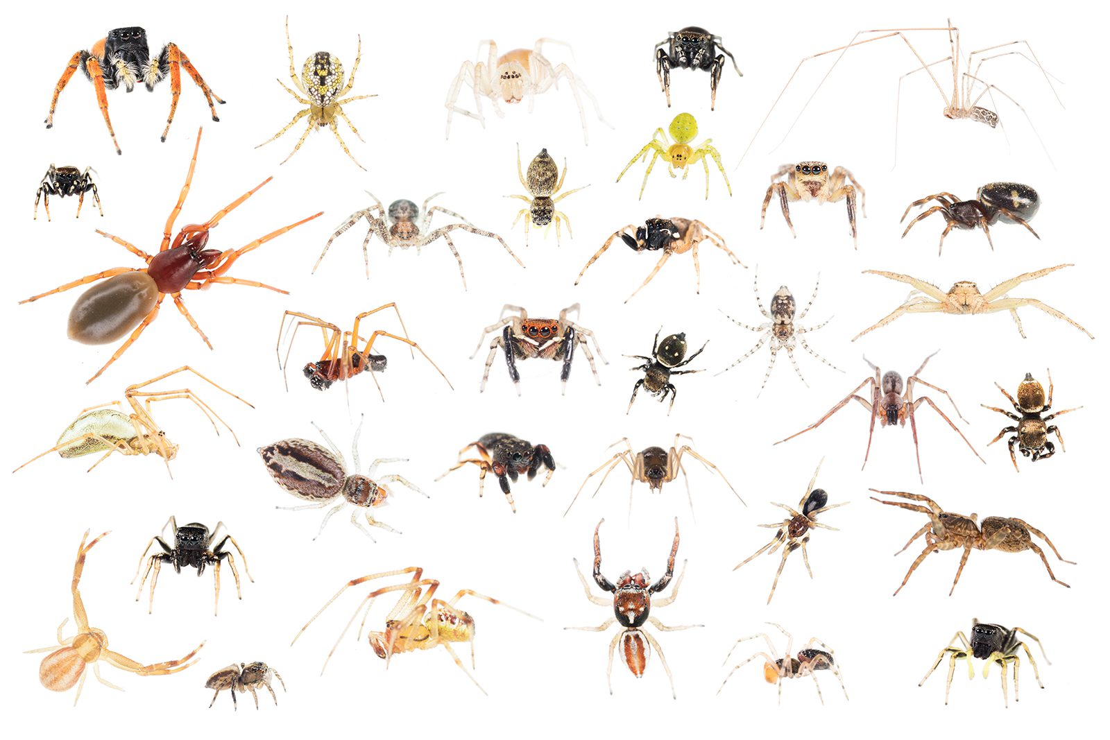 Collage of spider diversity at home during lockdown